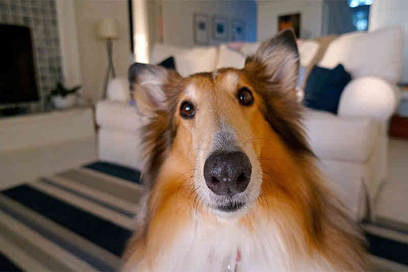 Alquiler de casas que admiten mascota