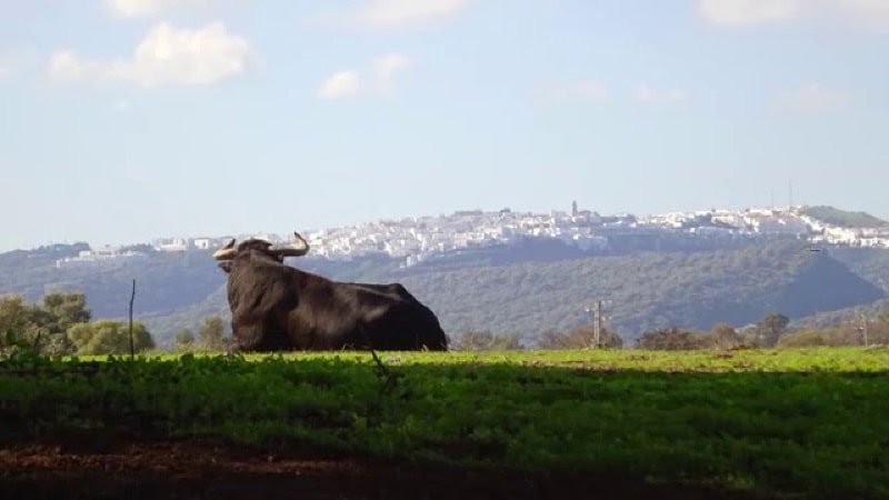 Toro Bravo de Cádiz